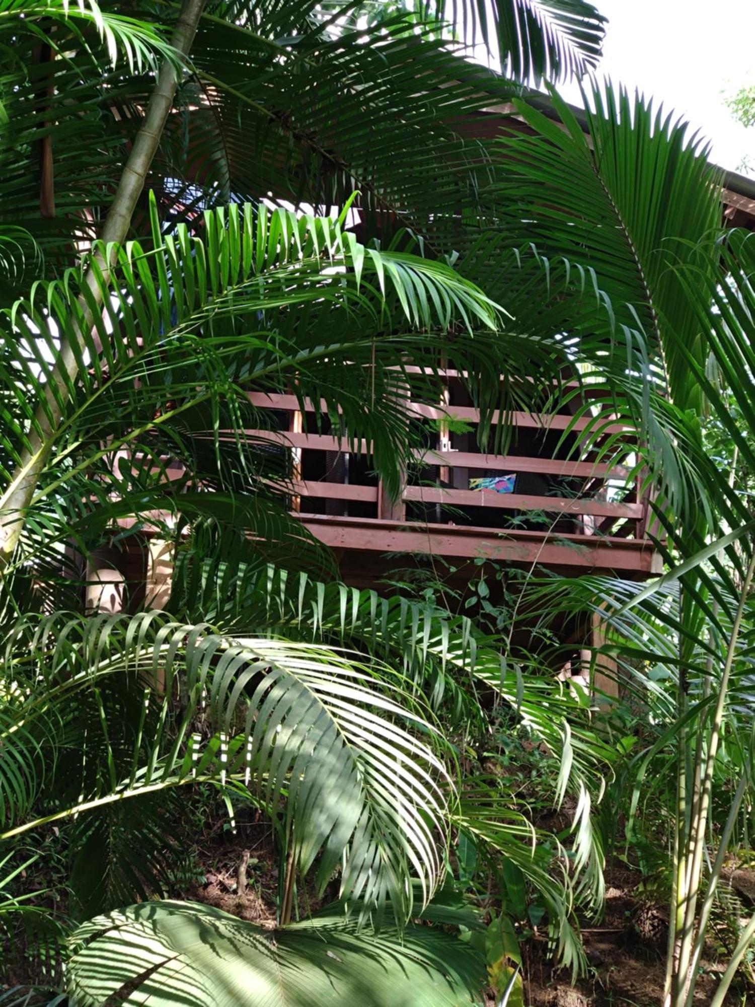 A Peace In Paradise Anse Royale Eksteriør bilde